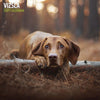 Vizsla Traditional Wall Calendar 2027