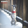 Whippets Traditional Wall Calendar 2027