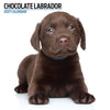 Chocolate Labrador Modern Wall Calendar 2027