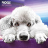 Poodle Traditional Wall Calendar 2027