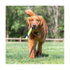 Chuckit! Dog Toy - Sniff Fetch Stick Peanut Butter