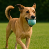 Petstop - Classic Fetch Ball - Single