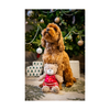 Christmas Dog Plush Toy - Buddy Bear