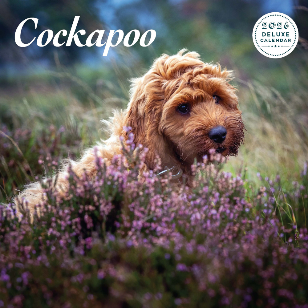 Cockapoo Deluxe Calendar 2026 - Petstop