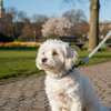 Wiggle & Wander - Nylon Lead - Grey