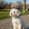 Wiggle & Wander - Nylon Lead - Green