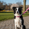 Wiggle & Wander - Nylon Lead - Pink