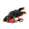 Fuzzyard Plush Dog Toy - Wrapped Rose