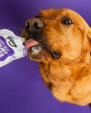 Frozzys Happy Gut - Yogurt Squeeze for Dogs - Natural