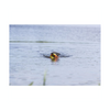Aqua Dog Toy - Duck on a Rope