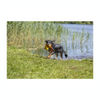 Aqua Dog Toy - Duck on a Rope