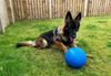 Boomer Ball - Tough Dog Ball
