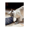 Christmas Cat Scratcher - Festive Cardboard Scratcher