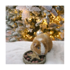 Christmas Small Pets - Naturals Star 'n' Truffles Forage Tray