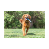 Chuckit! Dog Toy - Sniff Fetch Stick Bacon