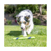 Chuckit! Dog Toy - Sniff Fetch Stick Peanut Butter