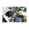 Cupid & Comet Christmas - Rawhide Free Gift Box - Dog