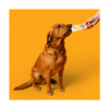 Frozzys Happy Gut - Yogurt Squeeze for Dogs - Joint Care