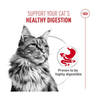 Royal Canin Cat Tin - Digestive Airlift(TM) Mousse