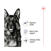 Royal Canin - Maxi Ageing - Tin