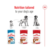 Royal Canin Medium Ageing in Gravy Pouch 140g