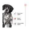 Royal Canin Medium Ageing in Gravy Pouch 140g