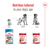 Royal Canin - Medium Ageing - Tin