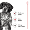 Royal Canin - Medium Ageing - Tin