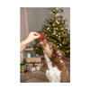 Trixie Christmas Dog Treat - Gift with Chicken - 1 Piece