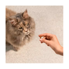 Carnilove Cat Treat - Soft Snack - Turkey with Catnip - New