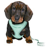 Trixie Junior Puppy Soft Harness with Lead Mint