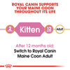 Royal Canin - Maine Coon - Kitten