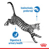 Royal Canin Cat Pouch - Indoor Sterilised in Jelly