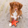 BeCo Dog Toy - Rough & Tough - Sindy the Starfish