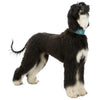 Active Comfort Sighthound Collar Petrol