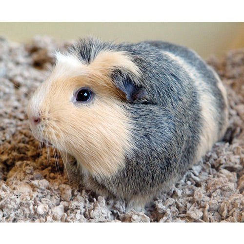 Carefresh Natural Pet Bedding 14L Petstop