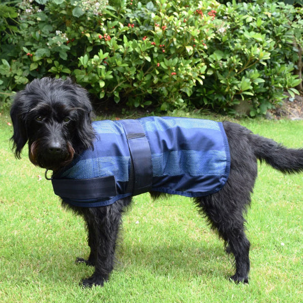 Cold coats for dogs discount