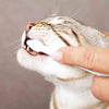 Dental Hygiene Set for Cats
