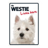 Dog Sign Westie Lives Here