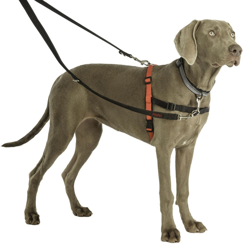 Halti Training Lead Petstop