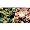 Marina Aquarium Background, Marine Reef 18