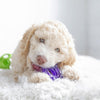 Snail Teether Puppy Toy